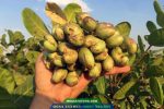 Cây giống điều AB29 cao sản