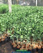 Cây giống cam sành - Ảnh 2
