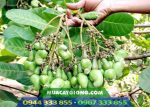 Giống điều chùm PN1 - Năng suất cao 3 - 3,5 tấn/ha