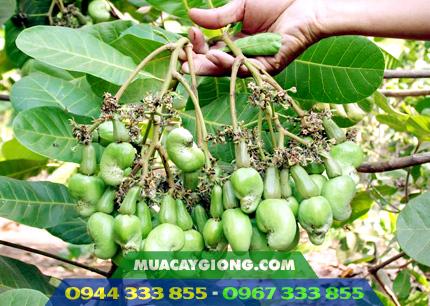 Giống điều chùm PN1 - Năng suất cao 3 - 3,5 tấn/ha