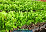 Cây giống điều ghép PN1 - Ảnh 3