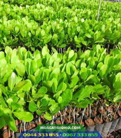 Cây giống điều ghép cao sản
