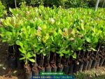 Cây giống điều ghép: PN1, AB29, AB0508, H09