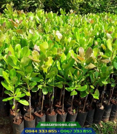Cây giống điều ghép: PN1, AB29, AB0508, H09