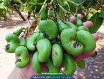 Cây giống điều ghép PN1