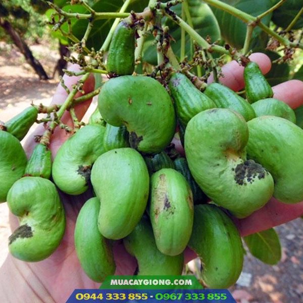 Cây giống điều ghép PN1