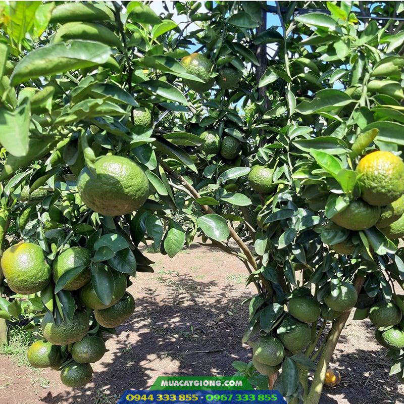 Cây giống cam sành - Ảnh 4