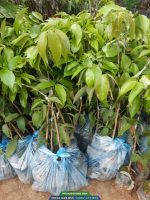 CÂY GIỐNG VẢI U HỒNG (VẢI U TRỨNG) CHIẾT
