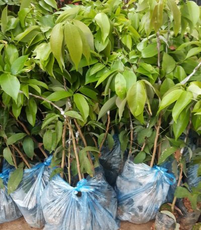 CÂY GIỐNG VẢI U HỒNG (VẢI U TRỨNG) CHIẾT