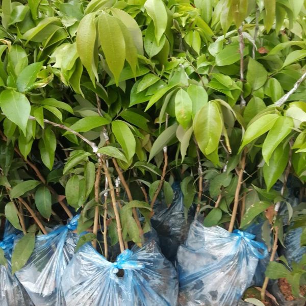 CÂY GIỐNG VẢI U HỒNG (VẢI U TRỨNG) CHIẾT