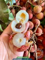 Giống vải u hồng chín sớm