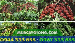 Thông tin về các giống cà phê Lâm Đồng