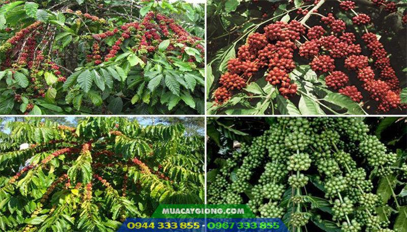 Thông tin về các giống cà phê Lâm Đồng