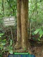 Hình ảnh cây lồng mức (thừng mực)