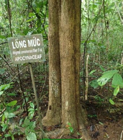 Hình ảnh cây lồng mức (thừng mực)
