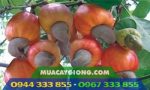 Giống điều AB0508 - Điều ghép cao sản