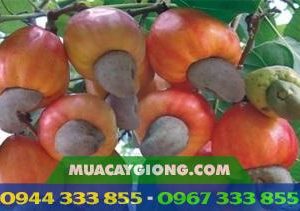 Giống điều AB0508 - Điều ghép cao sản