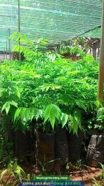Cây giống lồng mức (làm trụ tiêu, phôi ghép mai chiếu thủy, lấy gỗ nguyên liệu)