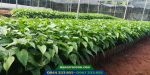 Cây giống sachi - Vườn Ươm Tiến Đạt Ban Mê - 0944.333.855