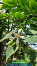 Cây lồng mức (Wrightia annamensis) còn gọi là cây thừng mực