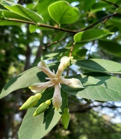 Cây lồng mức (Wrightia annamensis) còn gọi là cây thừng mực