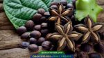 Cây sachi (Sacha Inchi) - Giống cây trồng mới tiềm năng