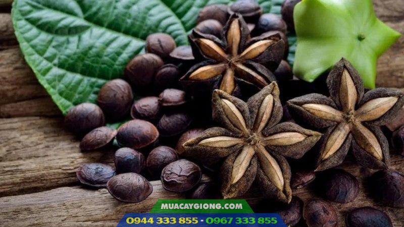 Cây sachi (Sacha Inchi) - Giống cây trồng mới tiềm năng
