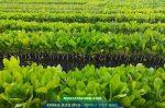 Cung cấp cây giống điều ghép: PN1, AB29, AB0508, H09
