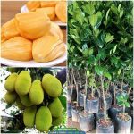 Cung cấp cây giống mít thái siêu sớm (mít changai)