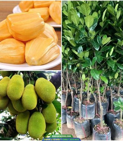 Cung cấp cây giống mít thái siêu sớm (mít changai)