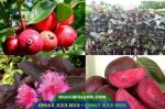 Giống ổi tím Mã Lai (giống ổi mới)