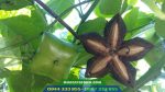 Hình ảnh cây sachi - Giống cây trồng mới