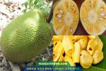 Mít thái changai siêu sớm (18 tháng ra trái)