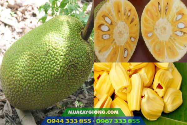 Mít thái changai siêu sớm (18 tháng ra trái)