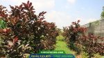 Ổi tím Mã Lai có thể trồng làm cảnh hoặc làm kinh tế