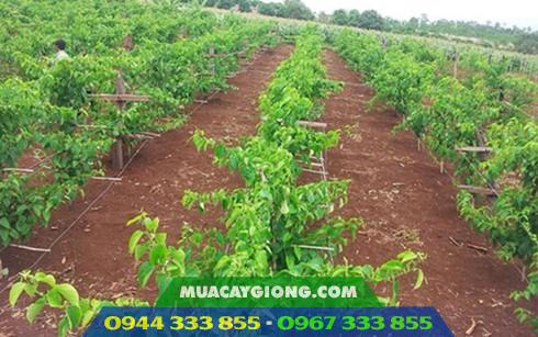 Trồng giống cây sachi làm kinh tế