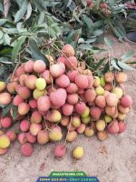 Giống vải u hồng hạt nhỏ, chín sớm, giá trị kinh tế cao