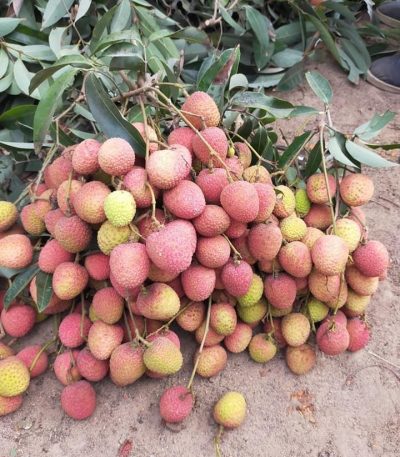 Giống vải u hồng hạt nhỏ, chín sớm, giá trị kinh tế cao