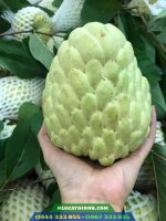 Giống na thái (mãng cầu na thái)