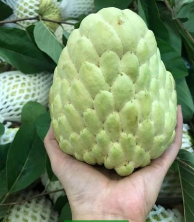 Giống na thái (mãng cầu na thái)