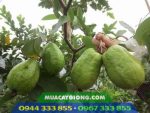 Giống ổi lê Đài Loan: Dễ trồng nhanh thu hoạch