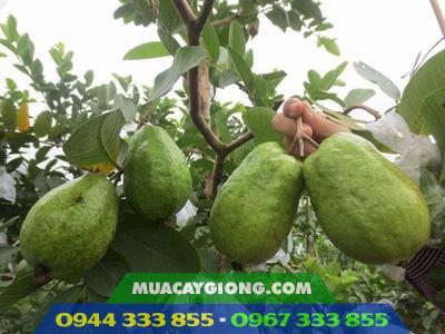 Giống ổi lê Đài Loan: Dễ trồng nhanh thu hoạch