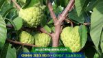 Trồng giống na Thái (na hoàng hậu) nhanh thu hoạch, giá trị kinh tế cao