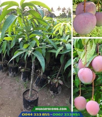 Cung cấp cây giống xoài úc