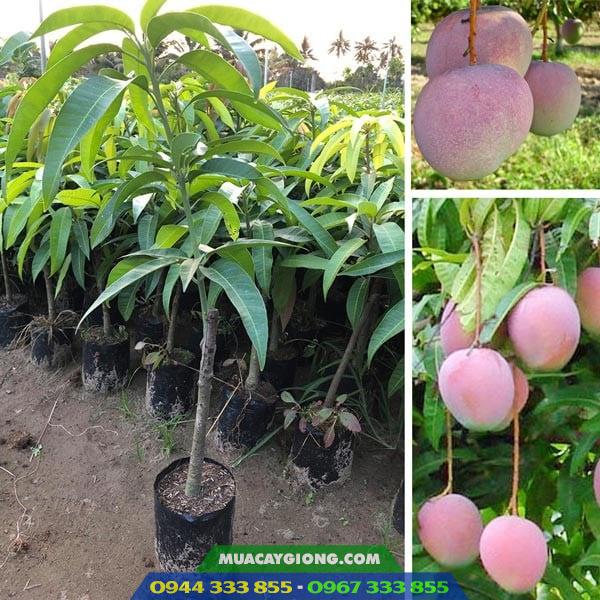 Cung cấp cây giống xoài úc