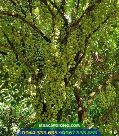 Nơi bán giống cây dâu da xanh