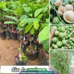 Giống cây dâu da xanh (dâu xanh)