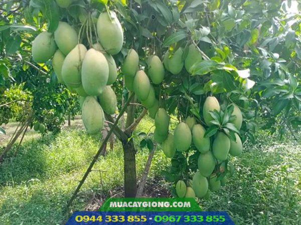 Cây xoài Đài Loan da xanh