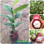 Địa chỉ cung cấp giống cây măng cụt ghép, măng cụt ươm hạt