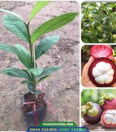 Địa chỉ cung cấp giống cây măng cụt ghép, măng cụt ươm hạt